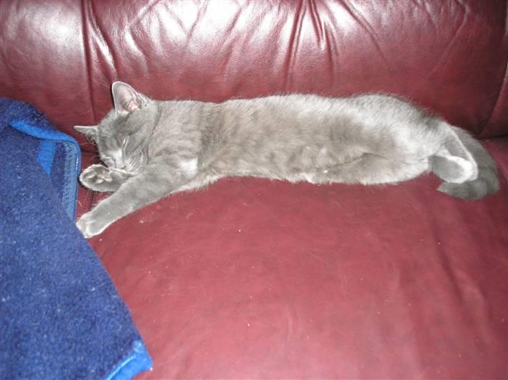 Huskat Lucky - Lucky der sover på sofaen billede 3