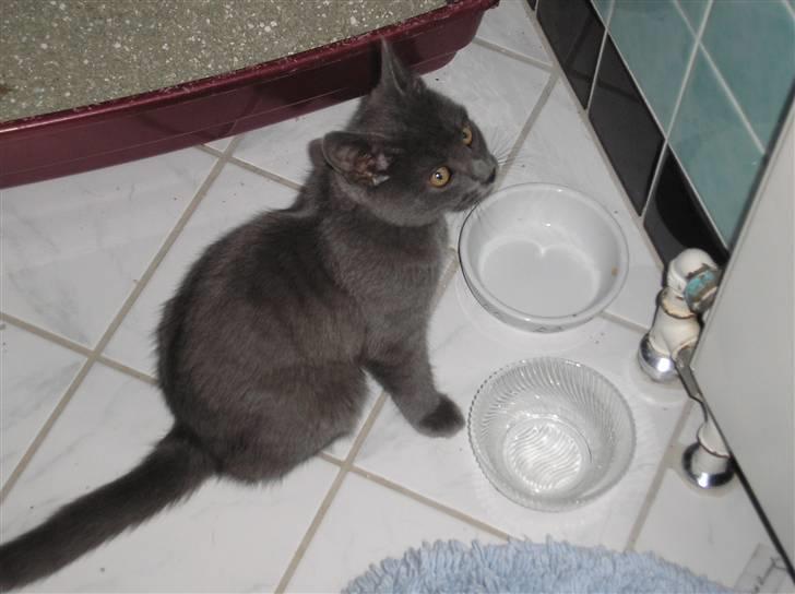 Huskat Lucky - Ja, det er her maden skal være... billede 4