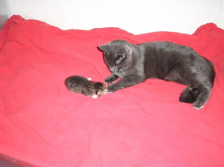 Huskat Lucky - Lucky med Pyrus et par dage gammel billede 5