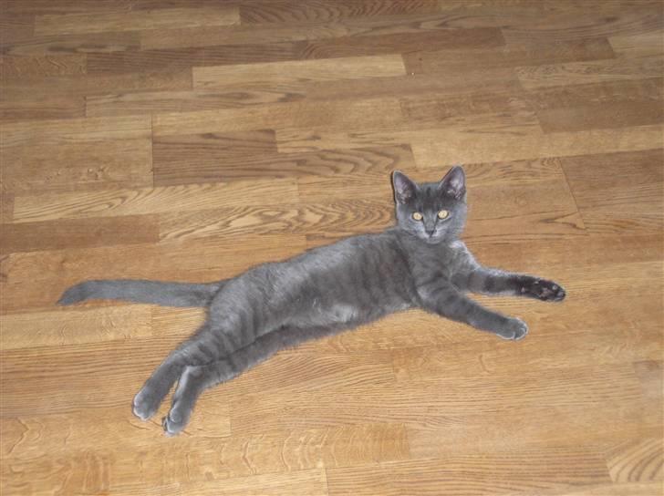 Huskat Lucky - Lucky der lige har lavet balade billede 6