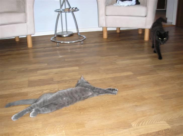 Huskat Lucky - Lucky der har fået øje på en af vores andre katte. billede 7