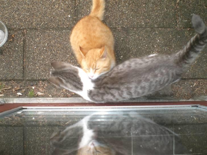 Huskat Konrad - Katte sammenstød d: billede 6