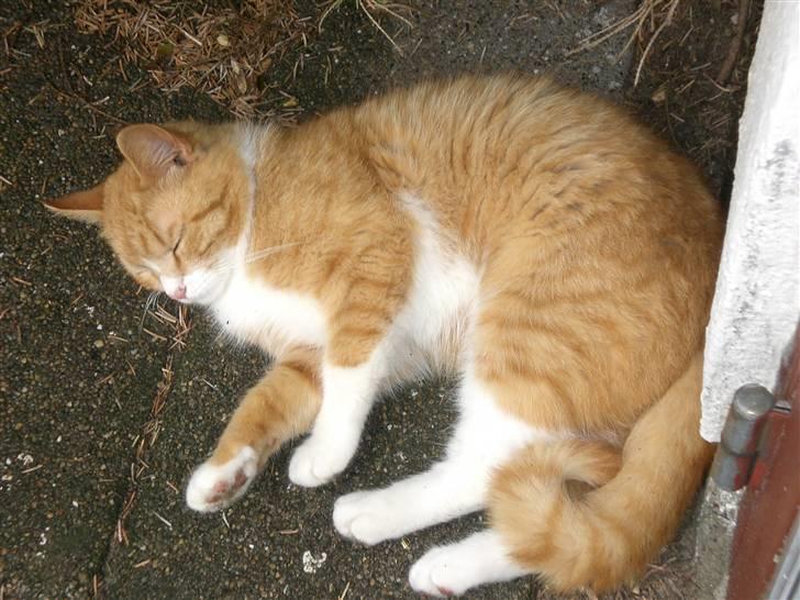 Huskat Konrad - Konrad tager sig lige en lur :) billede 7