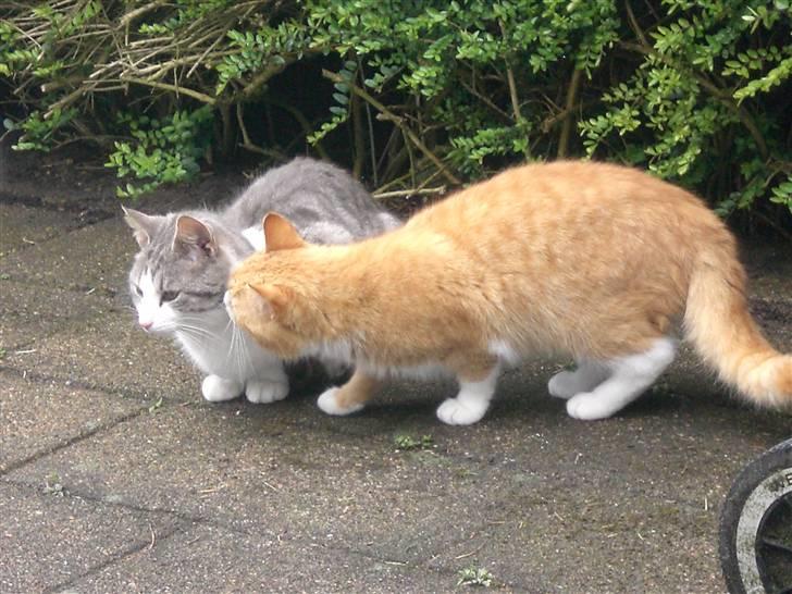 Huskat Konrad - Kan du ikke li mig Nusser?? billede 8