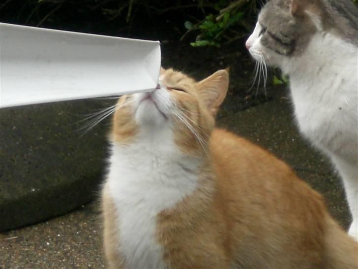 Huskat Konrad - Han er en rigtig kælepot :) billede 9