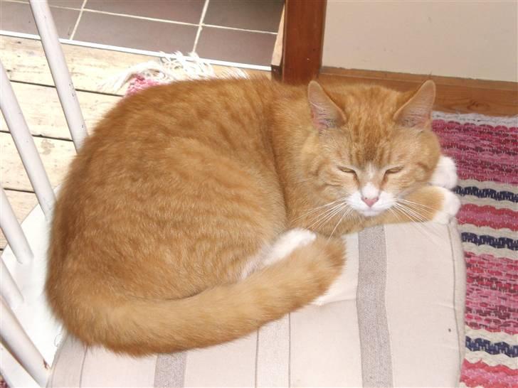 Huskat Konrad - Hehe :) billede 10