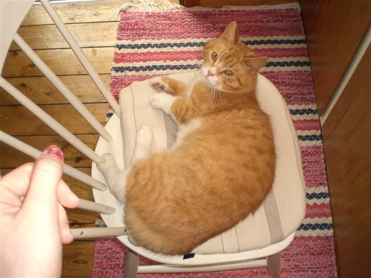 Huskat Konrad - Nu lå jeg altså lige så godt. billede 11