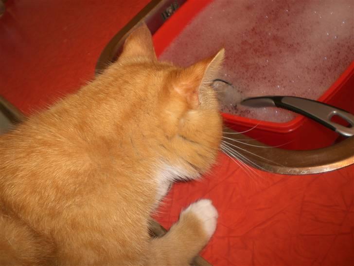 Huskat Konrad - Jeg gider altså ikke vaske op! billede 12