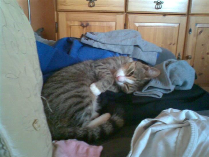 Huskat bølle - gå din vej jeg prøver på at sove billede 5