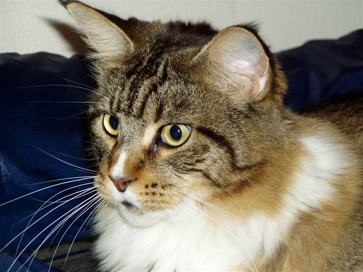 Maine Coon Skibskattens Hugo Boss  billede 1