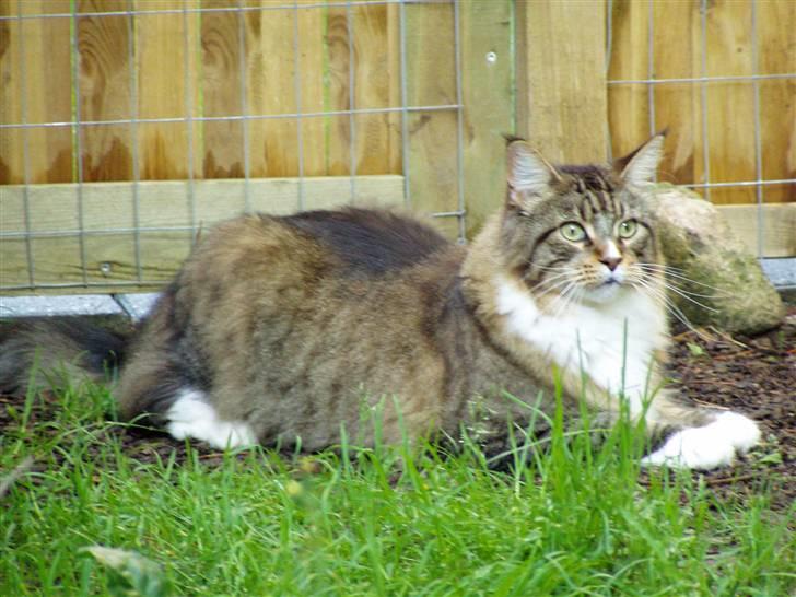 Maine Coon Skibskattens Hugo Boss  billede 2