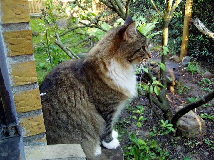 Maine Coon Skibskattens Hugo Boss  billede 3