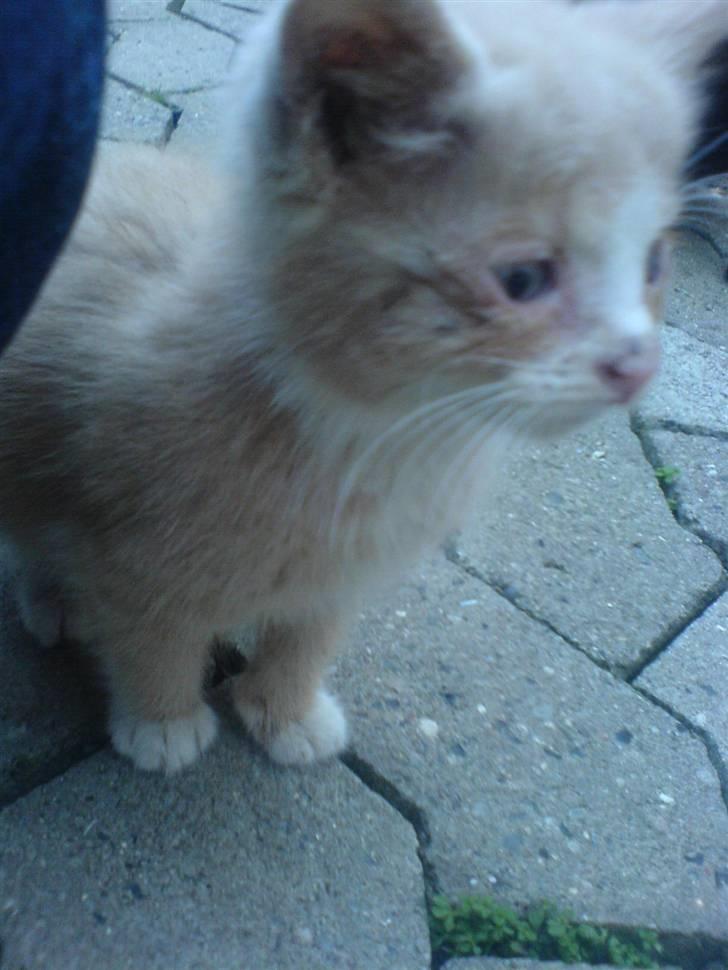 Huskat Bumle. billede 5