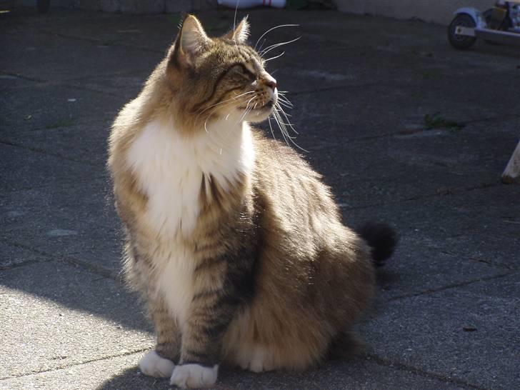 Maine Coon Skibskattens Hugo Boss  billede 4