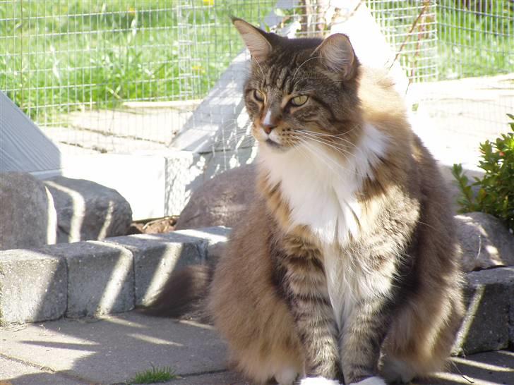 Maine Coon Skibskattens Hugo Boss  billede 5