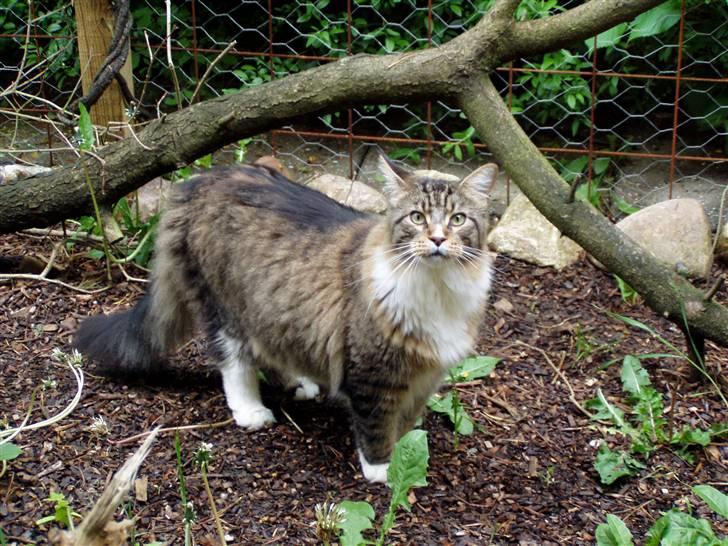 Maine Coon Skibskattens Hugo Boss  billede 6
