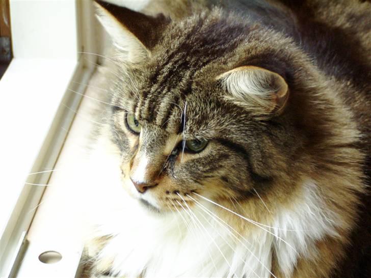 Maine Coon Skibskattens Hugo Boss  billede 7