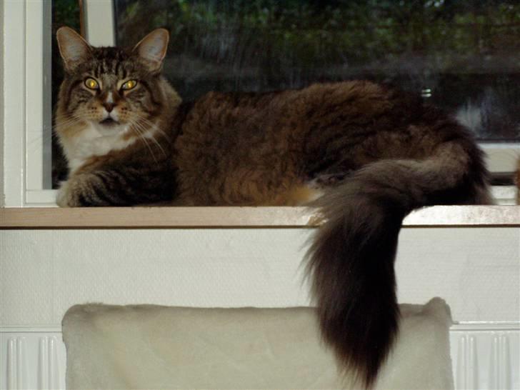 Maine Coon Skibskattens Hugo Boss  billede 8