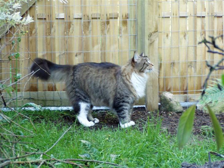 Maine Coon Skibskattens Hugo Boss  billede 9