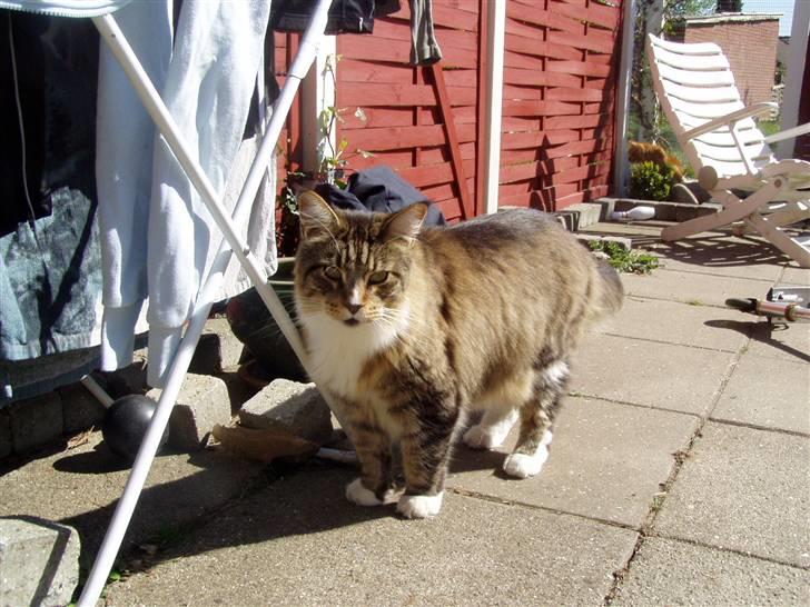 Maine Coon Skibskattens Hugo Boss  billede 10