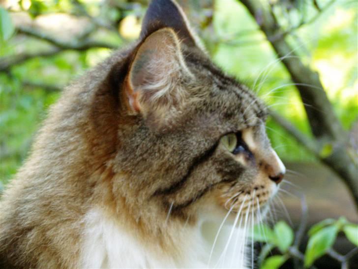 Maine Coon Skibskattens Hugo Boss  billede 11