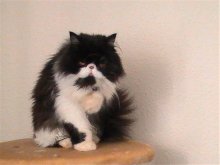 Perser DK Ambæk´s Design Boss billede 1