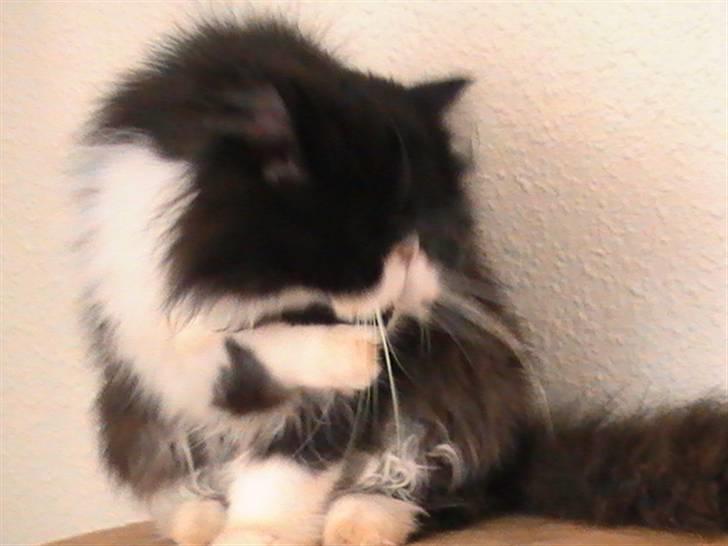 Perser DK Ambæk´s Design Boss billede 3