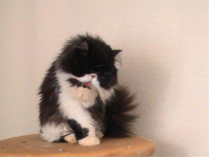 Perser DK Ambæk´s Design Boss billede 4