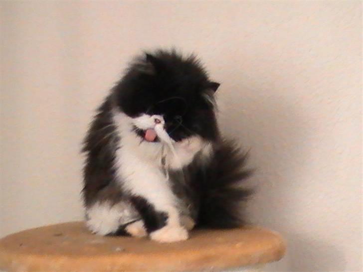 Perser DK Ambæk´s Design Boss billede 5