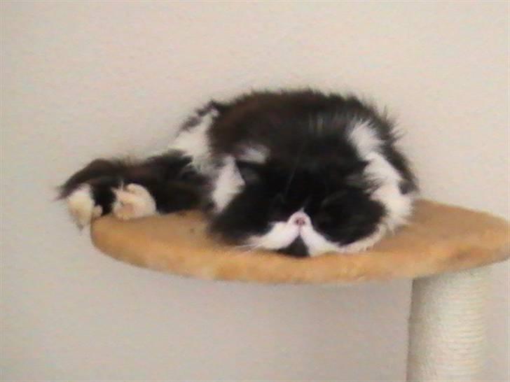 Perser DK Ambæk´s Design Boss billede 6