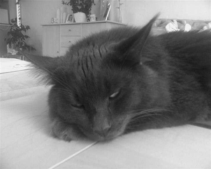 Maine Coon Sofus billede 16