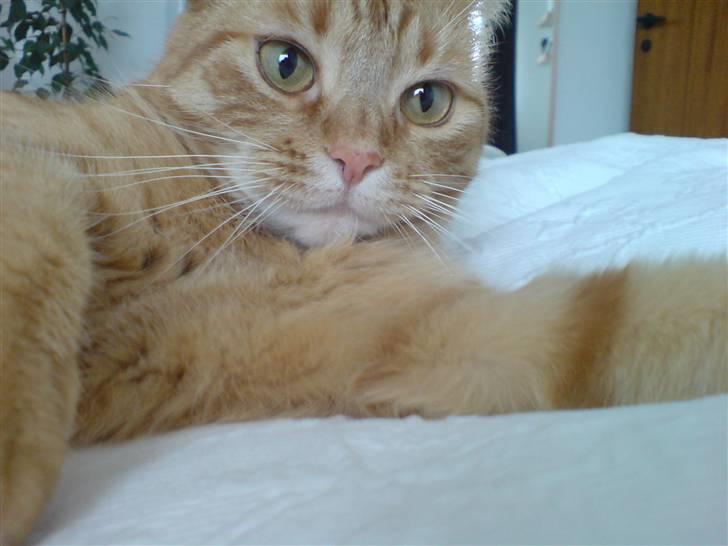 Blanding af racer Ginny billede 16