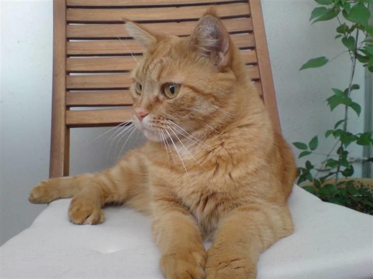 Blanding af racer Ginny billede 17