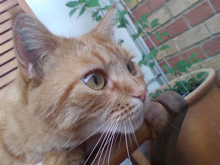 Blanding af racer Ginny billede 18