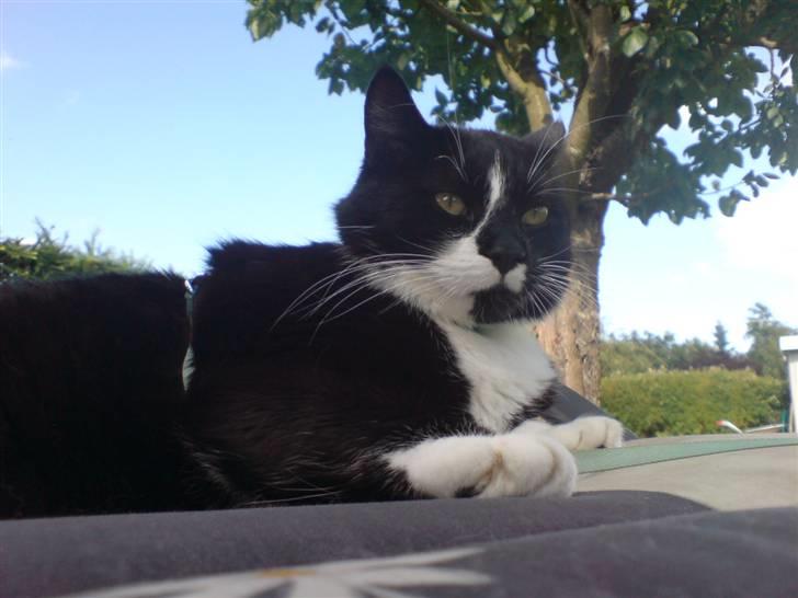 Huskat Gizmo billede 16