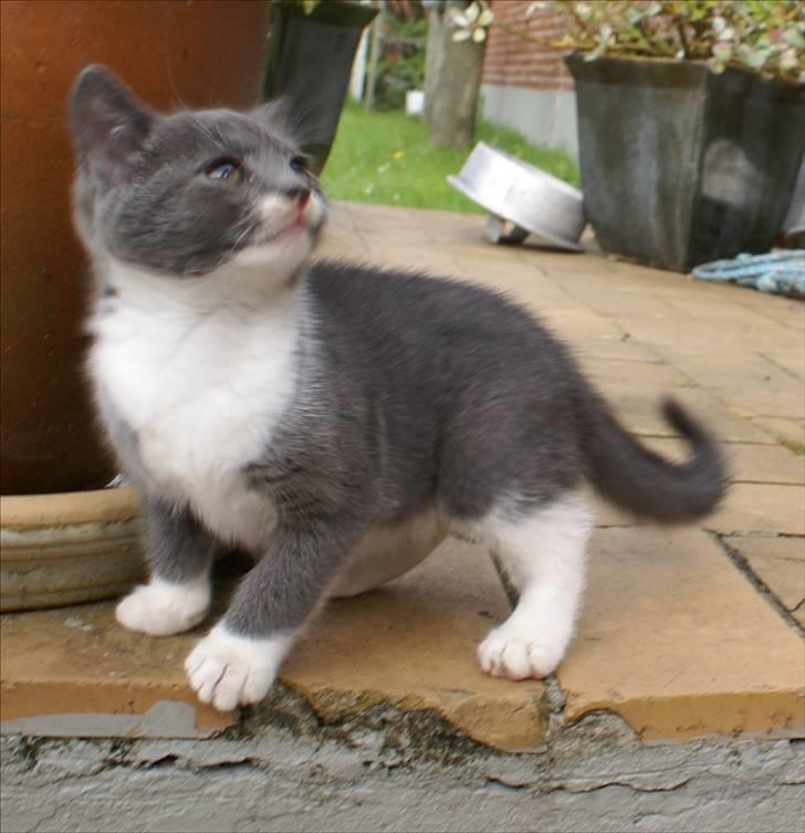 Huskat Bette Mus billede 16