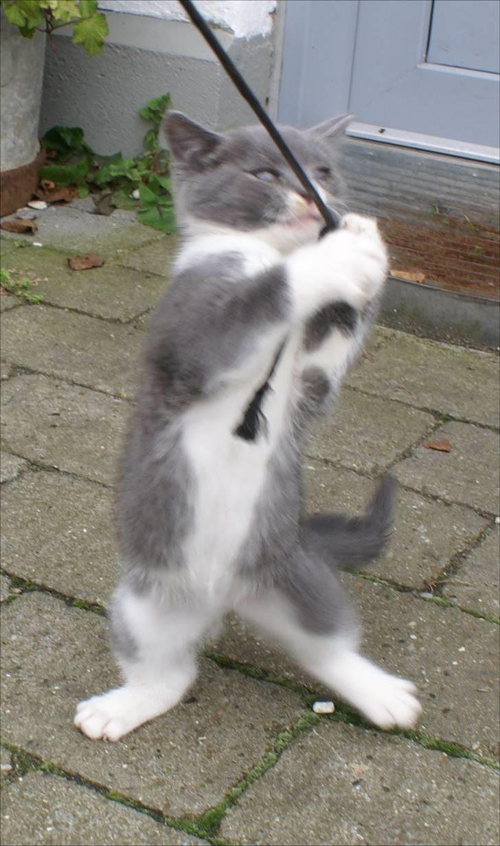 Huskat Bette Mus billede 17