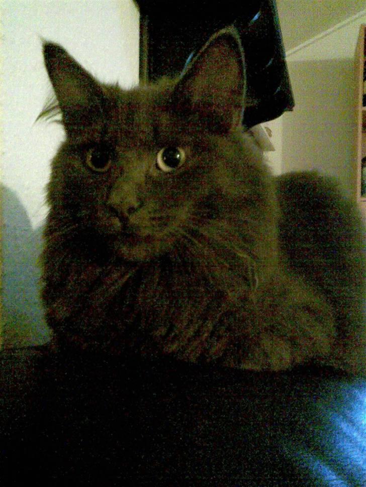 Norsk Skovkat Ballou - Miaauuv! jeg tager lige en omgang afslapning! billede 2