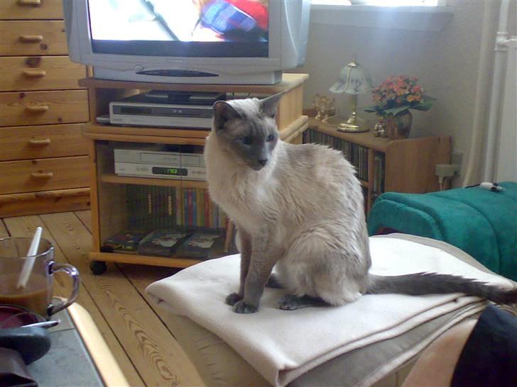 Siameser Fie  Død 10-o4-08.  20 år billede 6