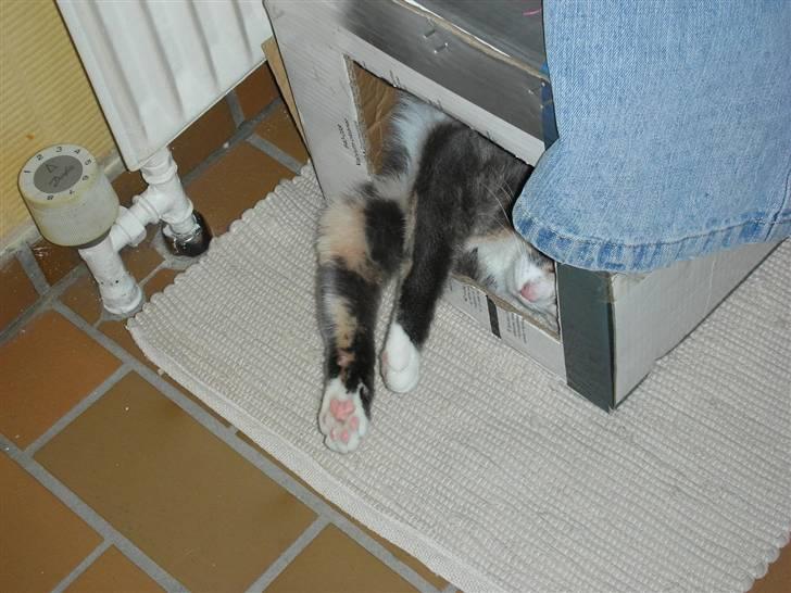 Huskat Olga - Hmm, mon jeg snart kan få en kasse jeg kan være i? billede 18