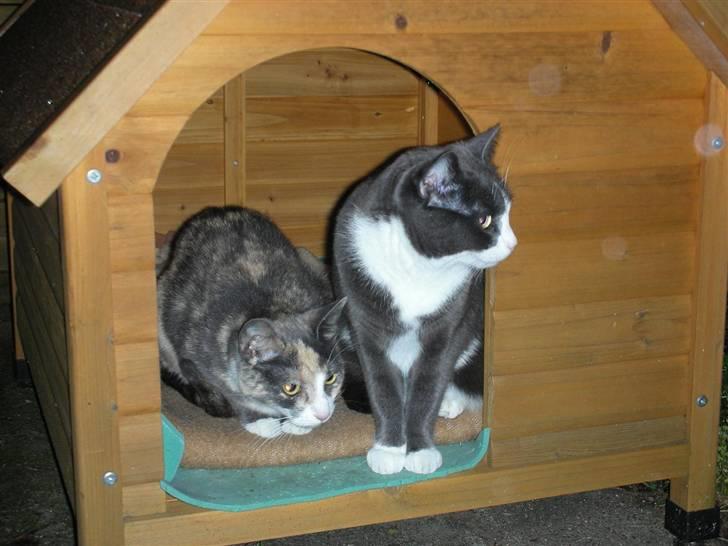 Huskat Olga - Godt man kan sidde i tørvejr, når det regner. Og Lille V passer på mig. billede 19