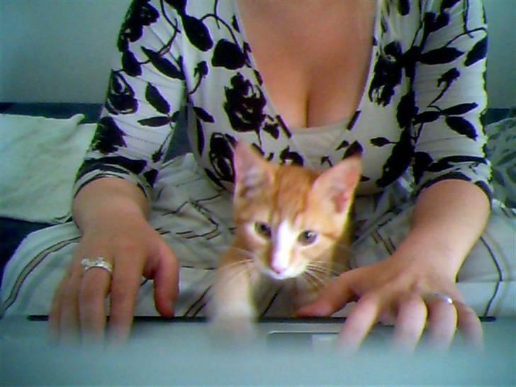 Huskat Aslan - Hehe.. Han skal altid være med når mor sidder foran computeren.. Alle de spændene ting der popper op på skærmen.. billede 6