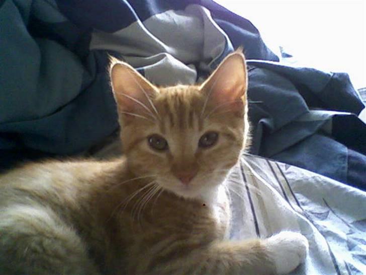 Huskat Mille - Her er Mille musen.. <3 billede 1