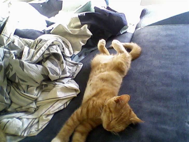 Huskat Mille - Her ligger hun og sover så sødt.. Prøv atse hendes bagpoter.. billede 2