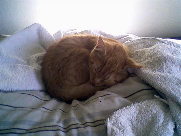 Huskat Mille - Puttetid igen.. Så sød hun er når hun liger sådan helt rullet sammen.. billede 3