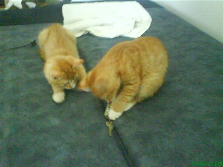 Huskat Mille - Aslan og Mille i tæt kamp om mine nøgler... billede 4