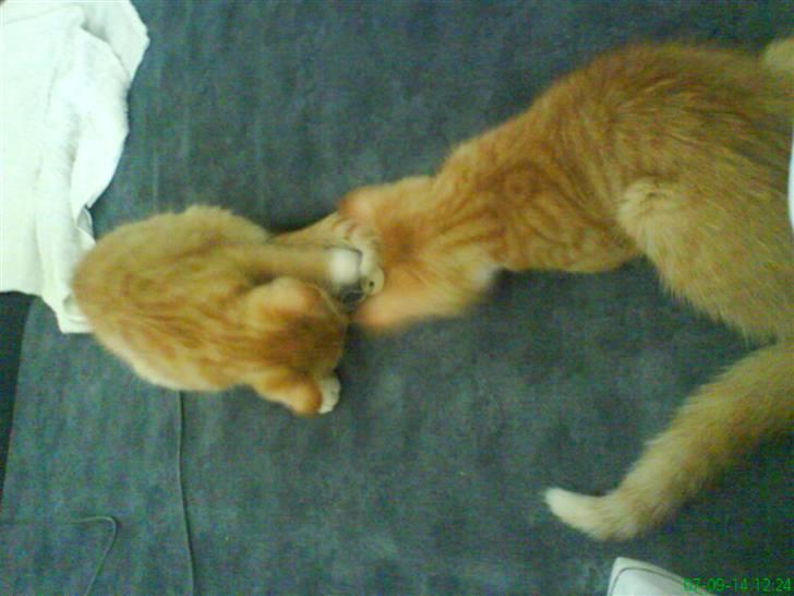 Huskat Mille - Stadig ingen vinder.. billede 5