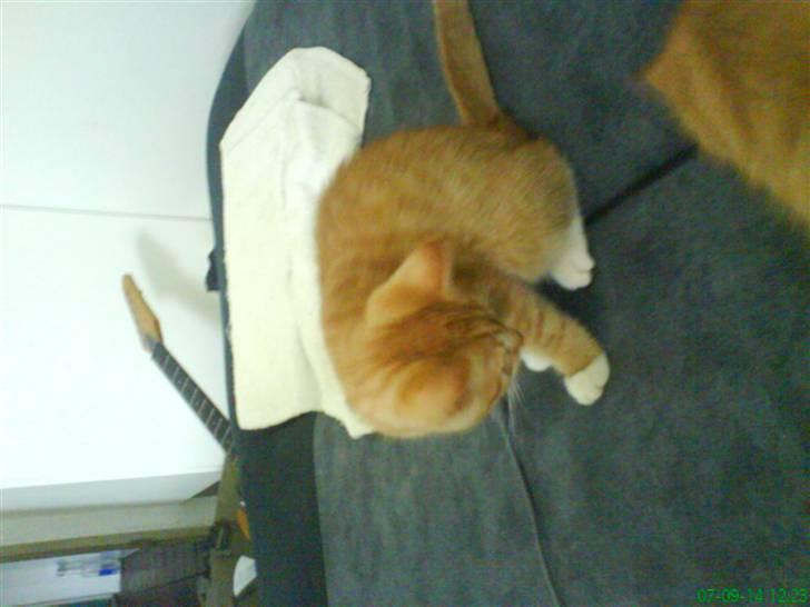 Huskat Mille - Mille<3 billede 6