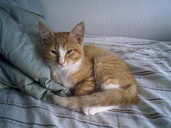 Huskat Aslan - Se så fin han er.. billede 8