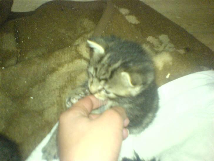 Huskat Piv billede 13